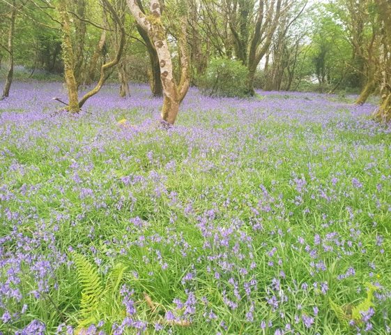 Bluebells at Newhall | Joan McCarthy