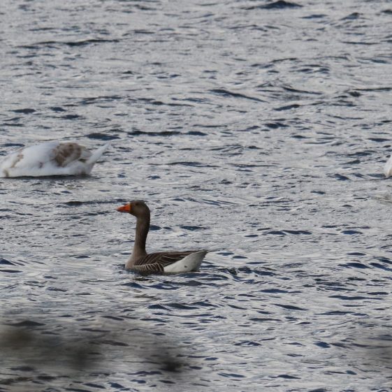 Greylag goose swimming with the cygnets at Ballybeg  | John Power