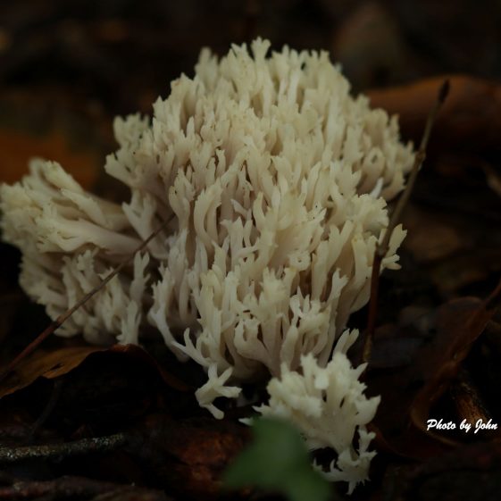 White crested coral fungi  | John Power
