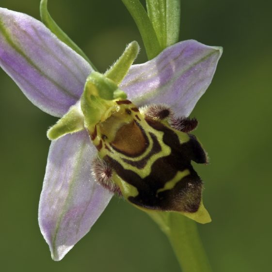 Bee Orchid | Image Purchased from iStock 