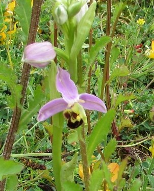 Bee Orchid at New Quay, Clarecastle | Eric Shaw
