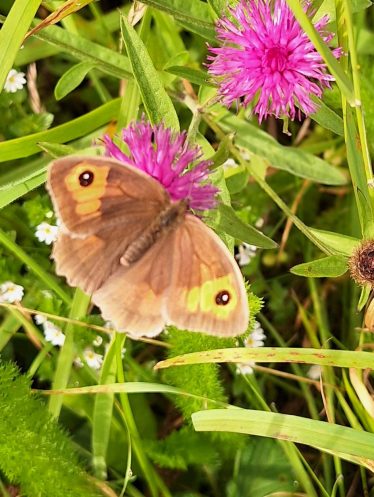 Meadow Brown at the Quay  | Eric Shaw