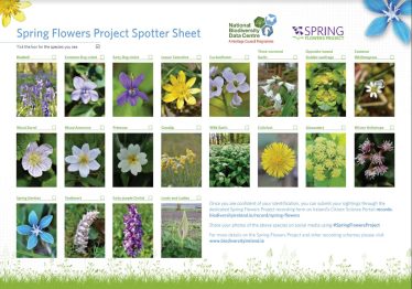 Spring Flowers Project Spotter Sheet | National Biodiversity Data Centre