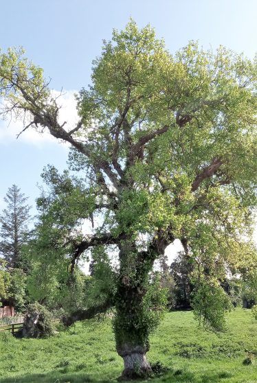 Poplar Tree in Flynn's Field  | CBHWG Archives